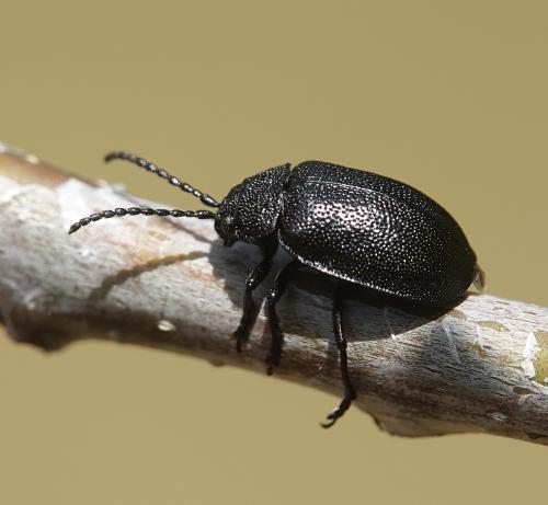Galeruca luctuosa